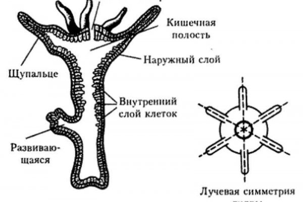 Омг ссылка